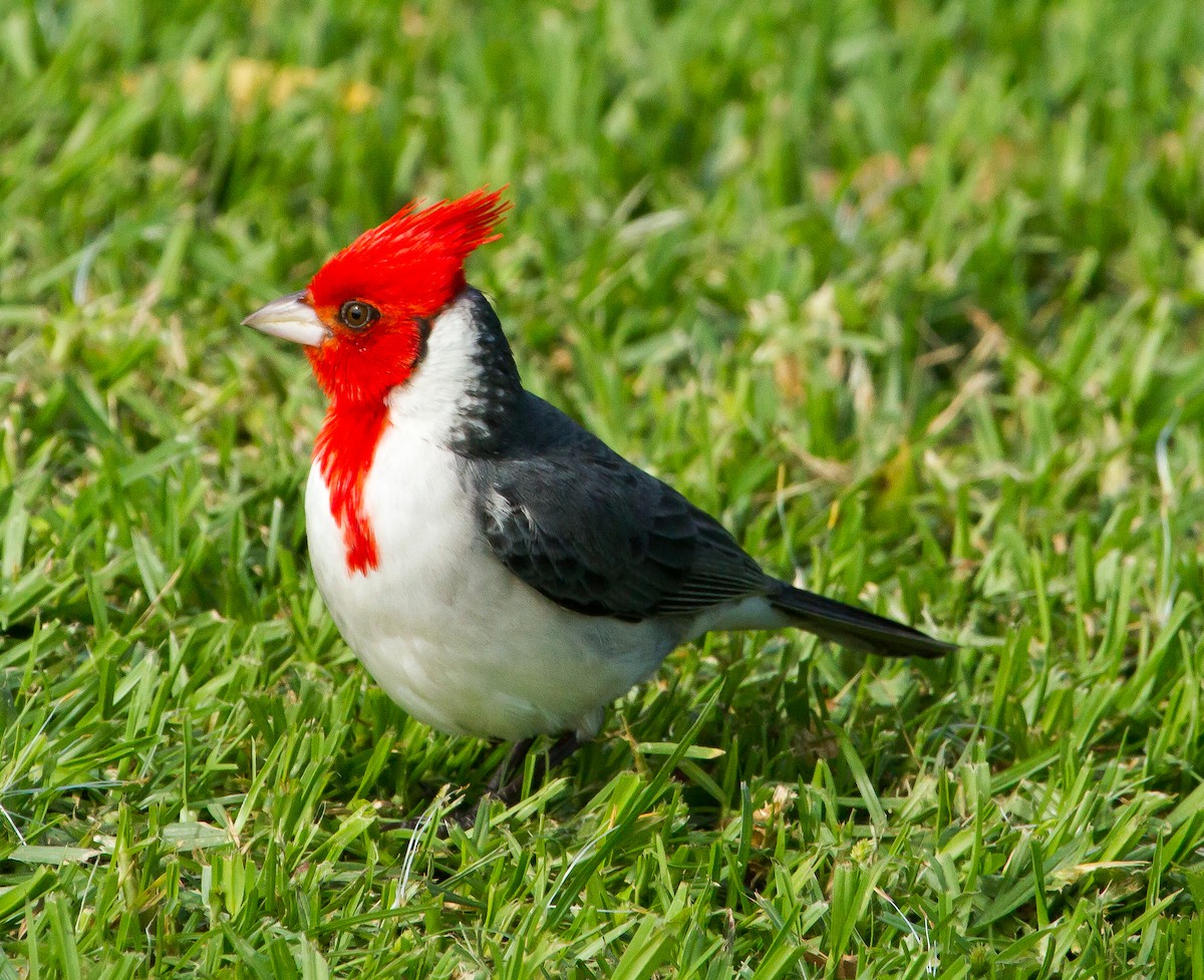Red-crested Cardinal - Ian Burgess