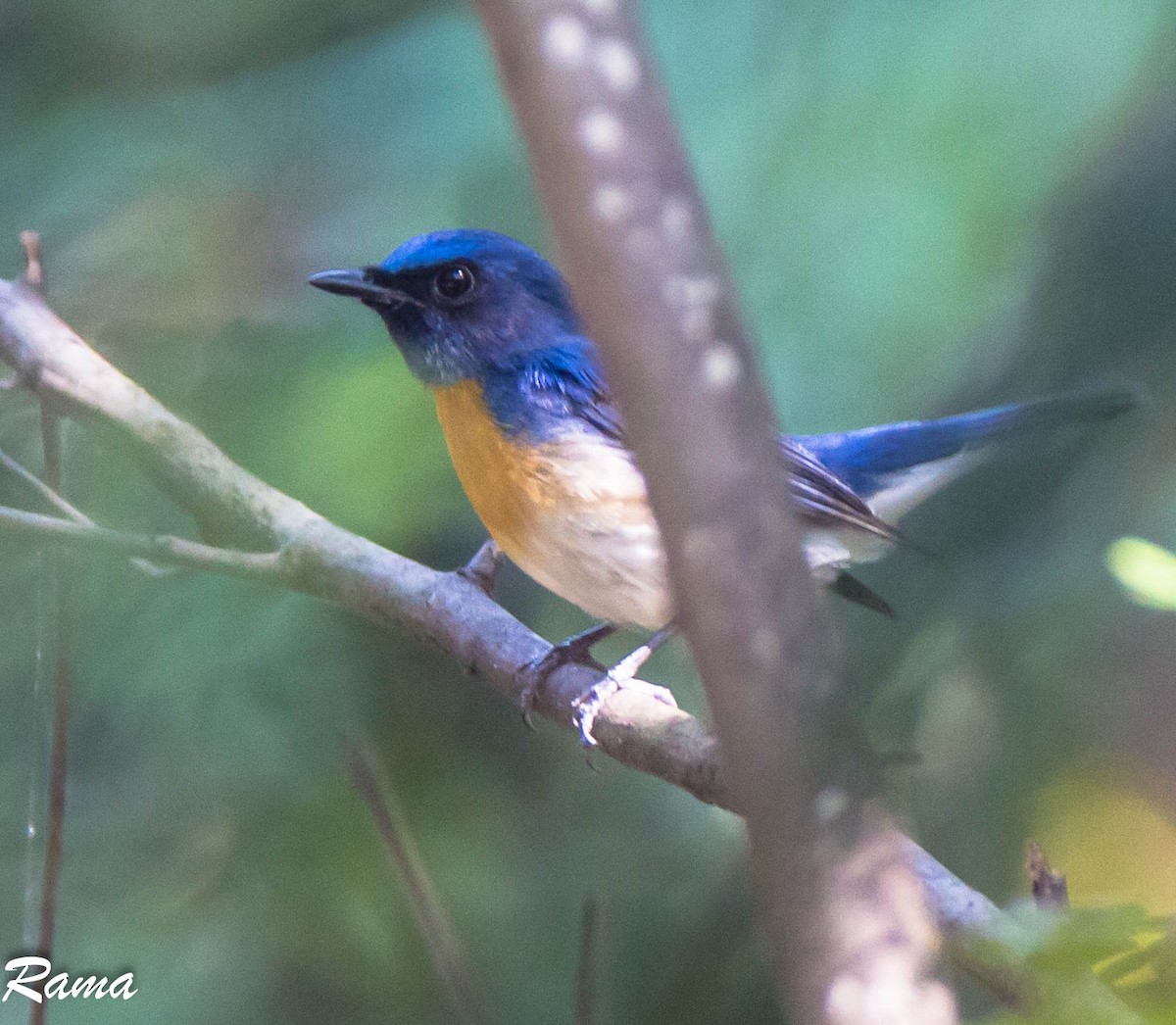 Blue-throated Flycatcher - Rama Neelamegam