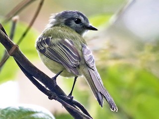  - Plumbeous-crowned Tyrannulet