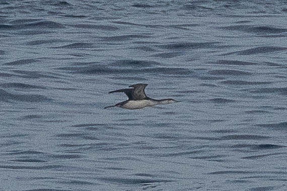 Red-throated Loon - ML81490321