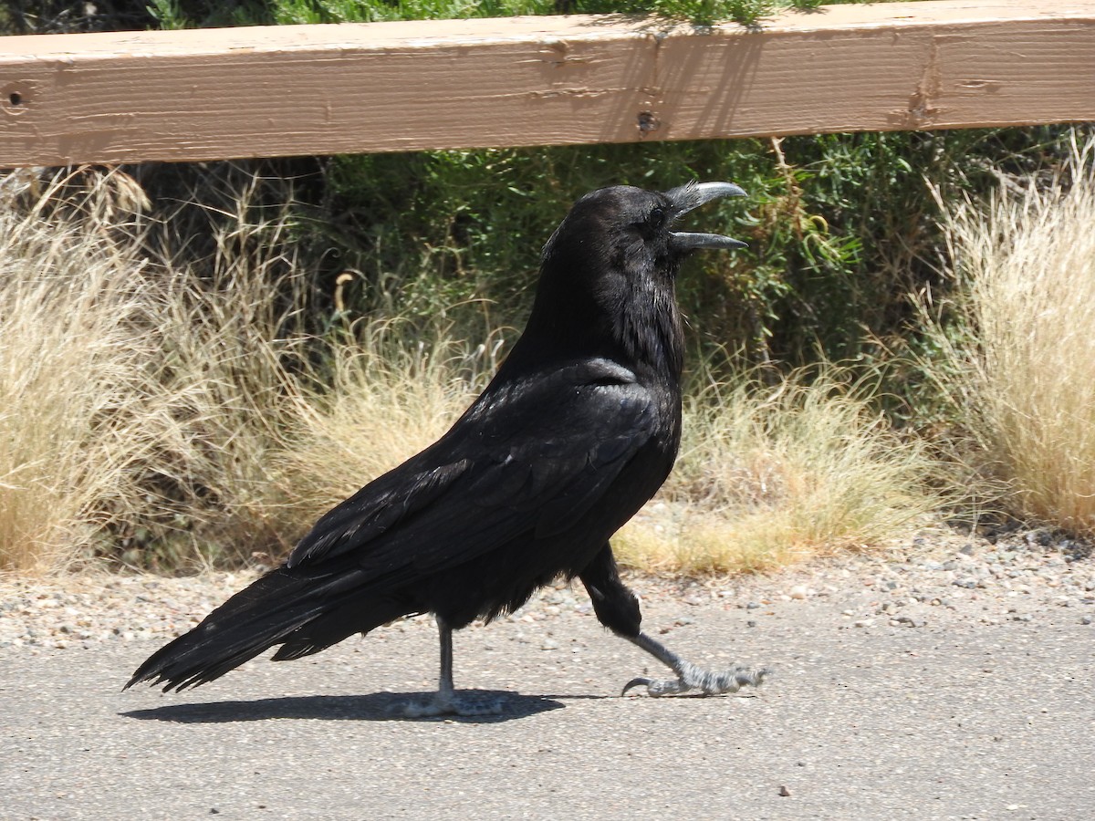 Common Raven - Aidan Coohill