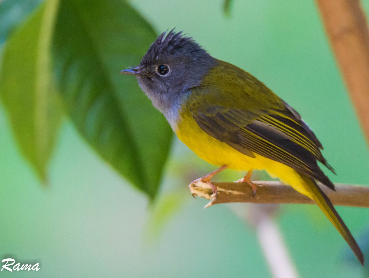 Gray-headed Canary-Flycatcher - Rama Neelamegam