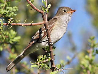 - Small-billed Elaenia