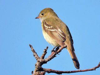  - Small-billed Elaenia