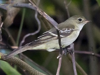  - Small-billed Elaenia