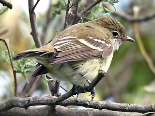  - Small-billed Elaenia