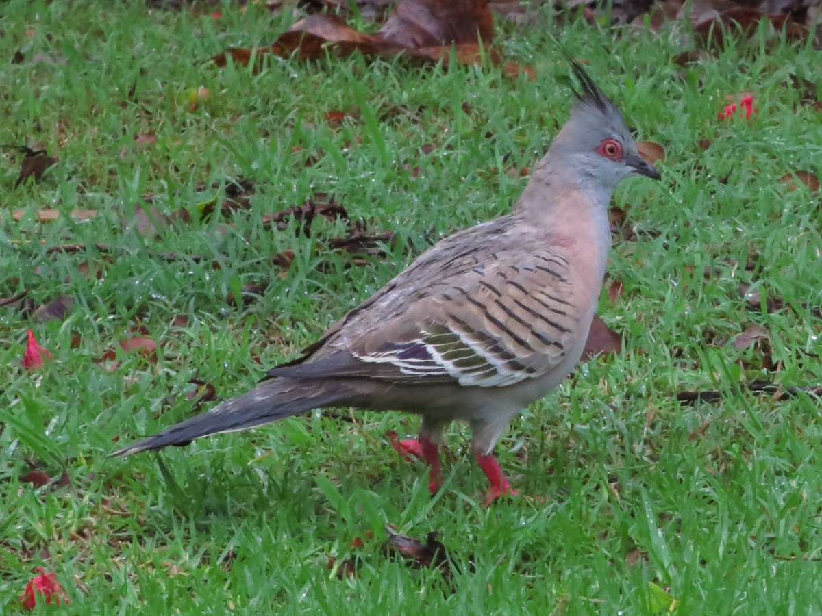 Crested Pigeon - ML81496501
