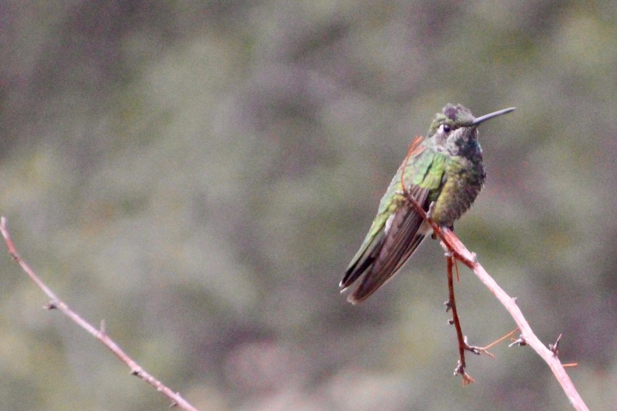 Rivoli's Hummingbird - Richard Sayles