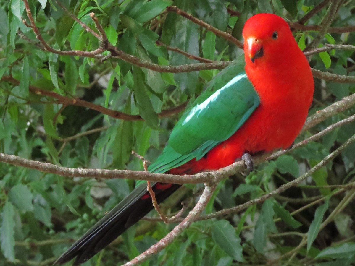Australian King-Parrot - David and Regan Goodyear