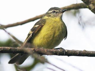  - Sulphur-bellied Tyrannulet