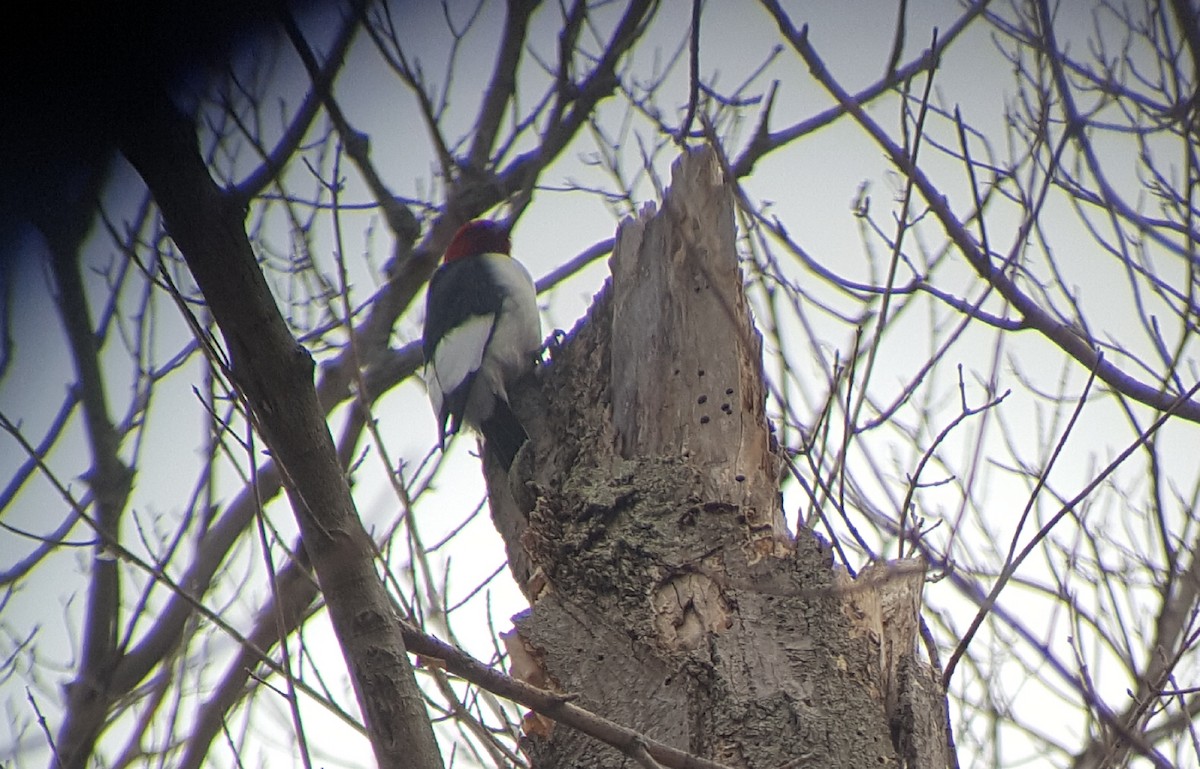 Red-headed Woodpecker - Mike Bergin