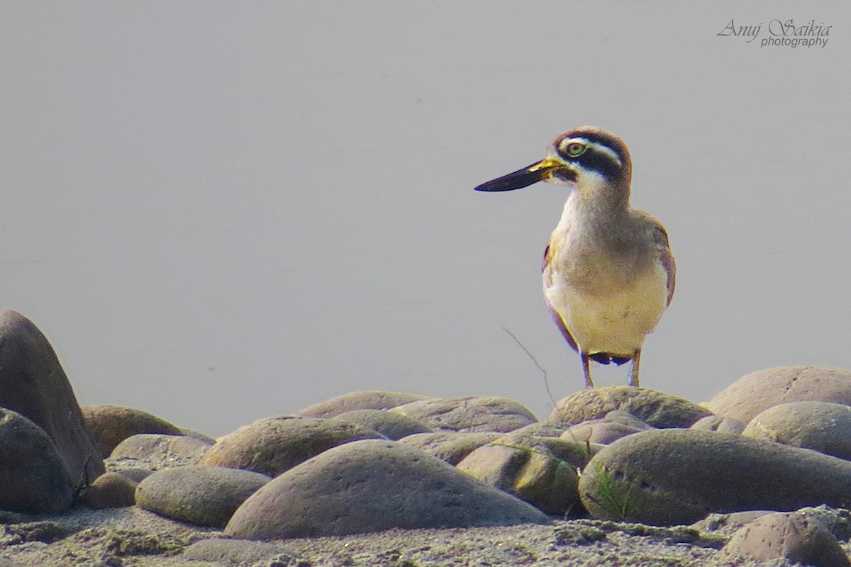 Great Thick-knee - ML81501111