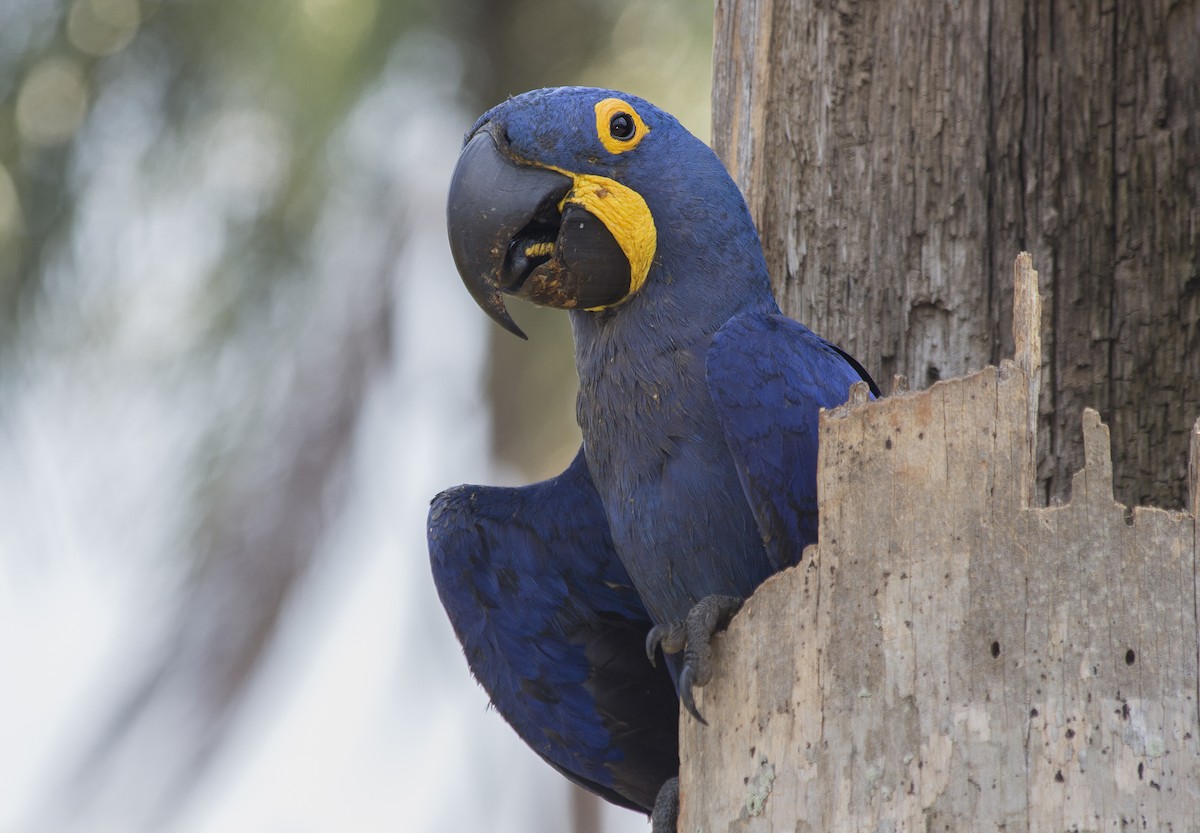 Hyacinth Macaw - ML81501671
