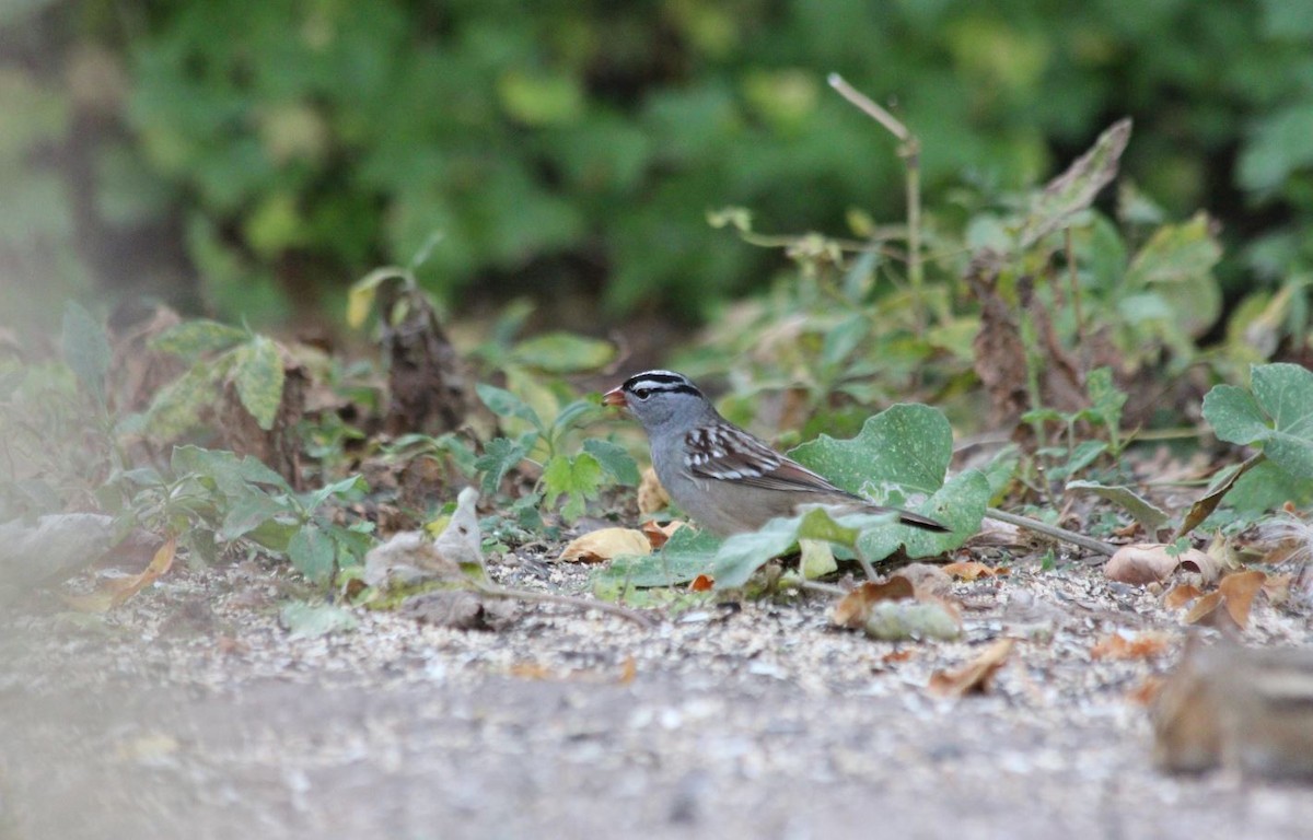 White-crowned Sparrow - 🦅 ꙅɒᴎoɔiʜƆ ʏɔɒɿT 🦃