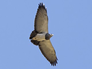  - Black-chested Buzzard-Eagle