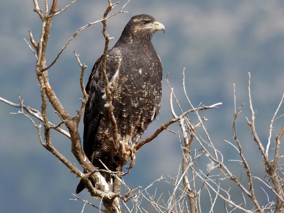 Black-chested Buzzard-Eagle - Silvia Faustino Linhares