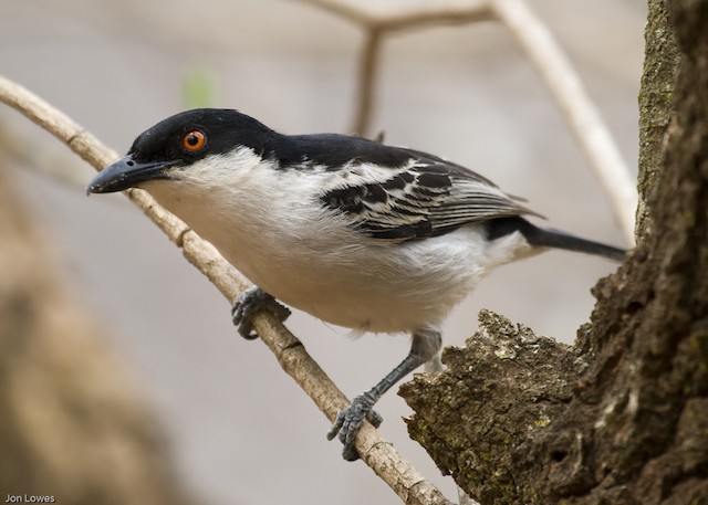 Black-backed Puffback
