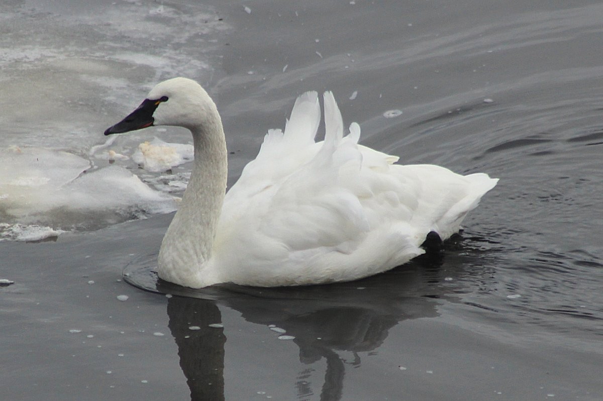 Tundra Swan - ML81508201
