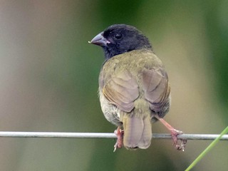 episcepsis melanota Melanopareiidae - Crescentchests Melanocetus johnsonii