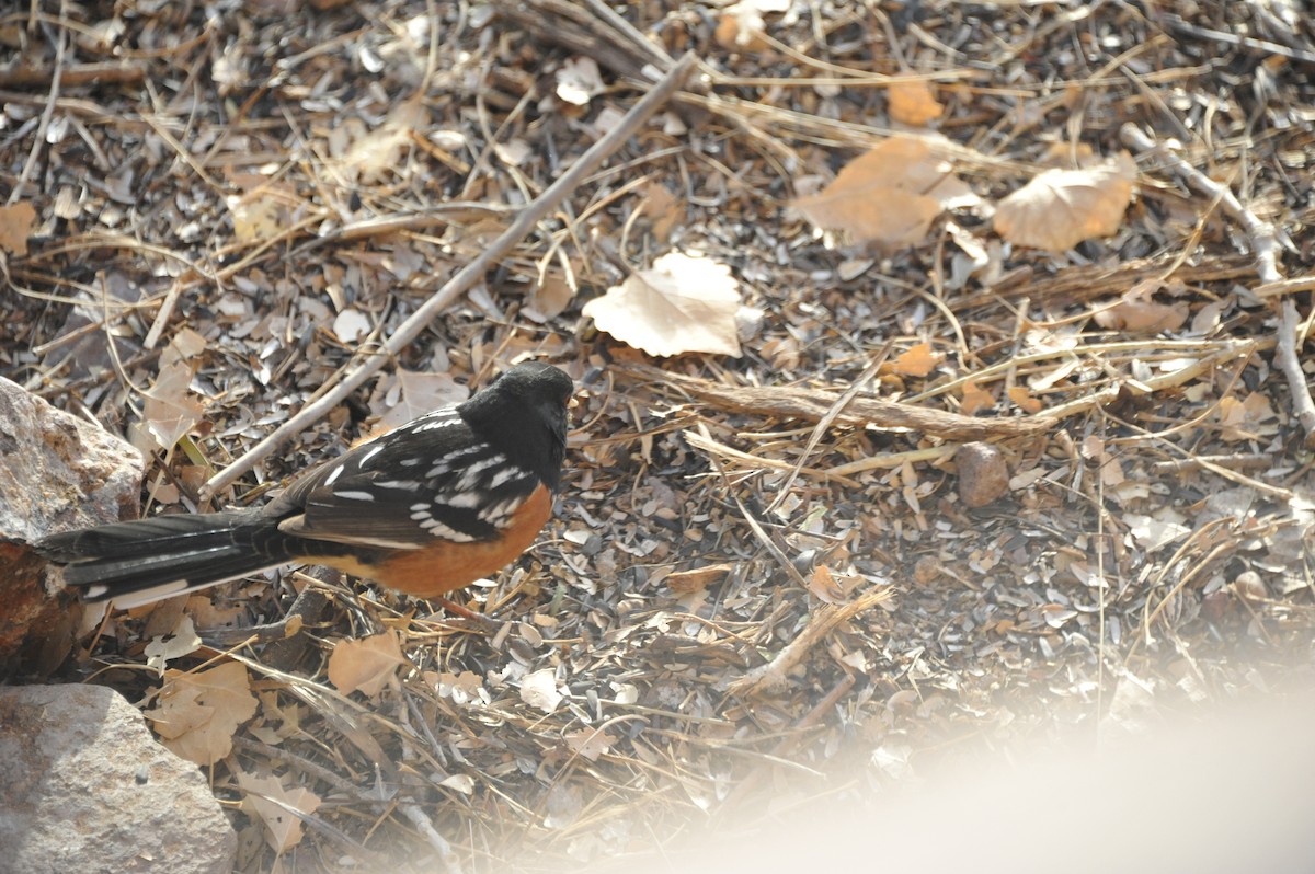 Spotted Towhee - Martina Nordstrand