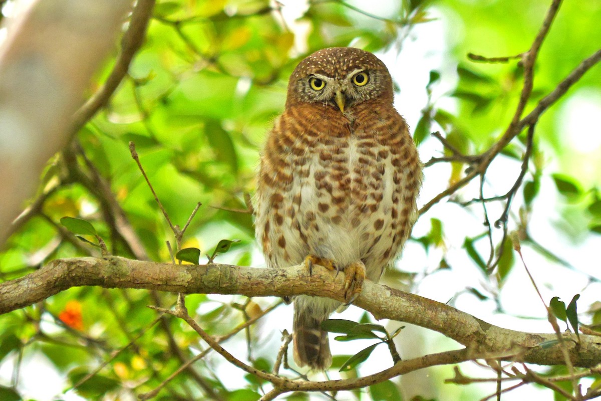 Cuban Pygmy-Owl - ML81515031