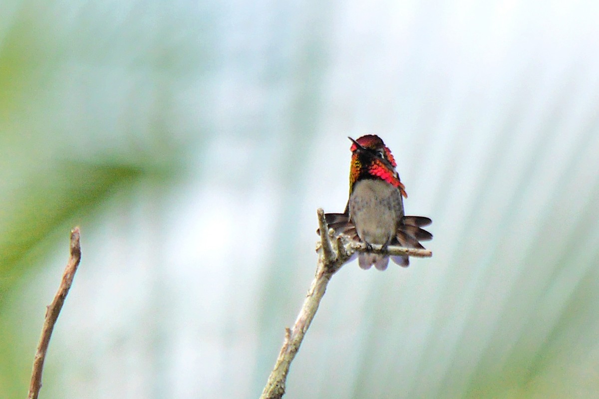 Bee Hummingbird - ML81515121
