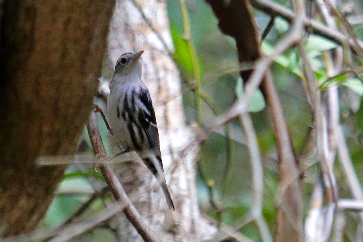 Black-and-white Warbler - ML81516151