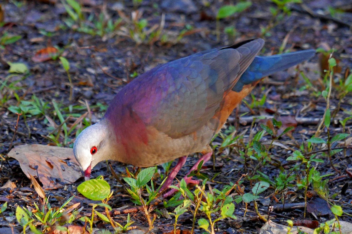 Gray-fronted Quail-Dove - Grace Oliver