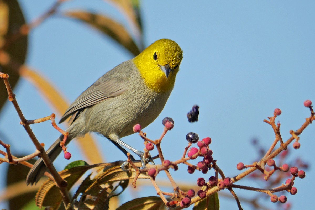Yellow-headed Warbler - Grace Oliver