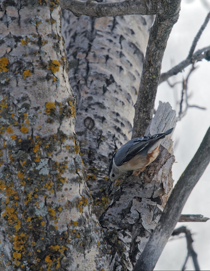 White-breasted Nuthatch - ML81518771