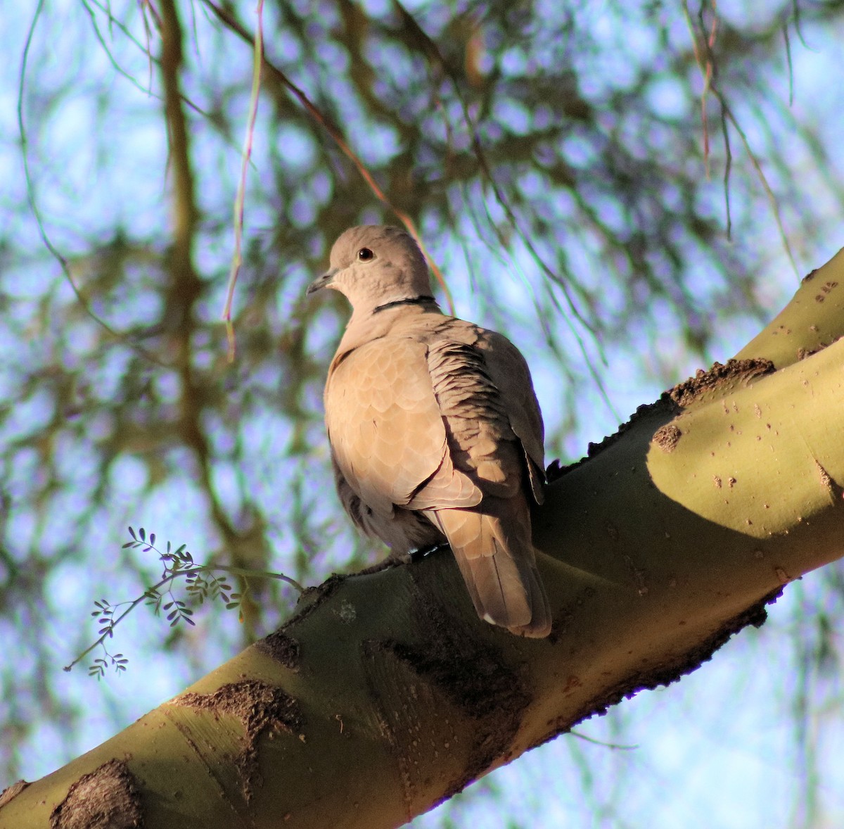 Eurasian Collared-Dove - ML81520501