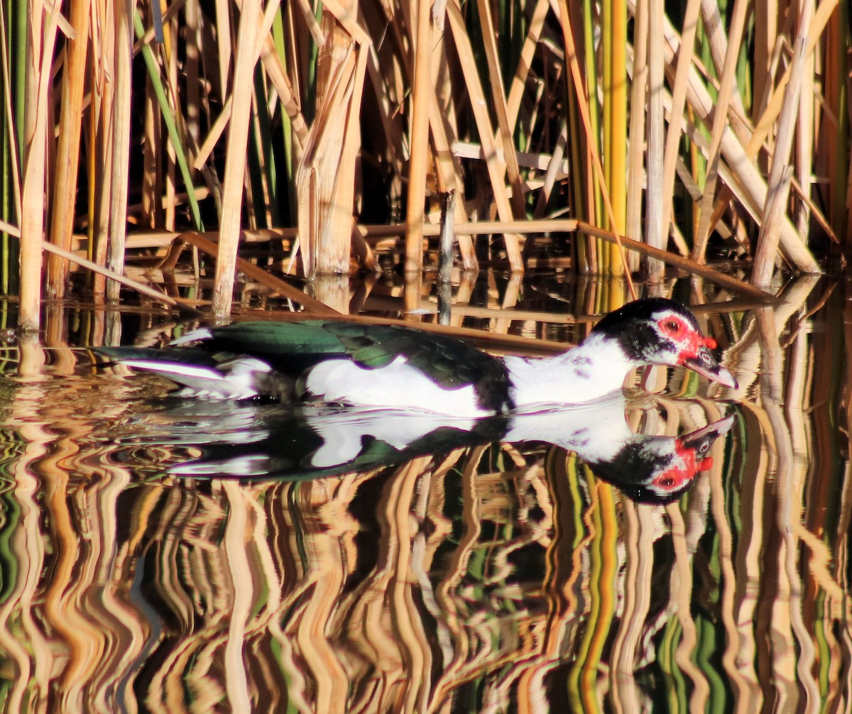 Muscovy Duck (Domestic type) - Diana Spangler