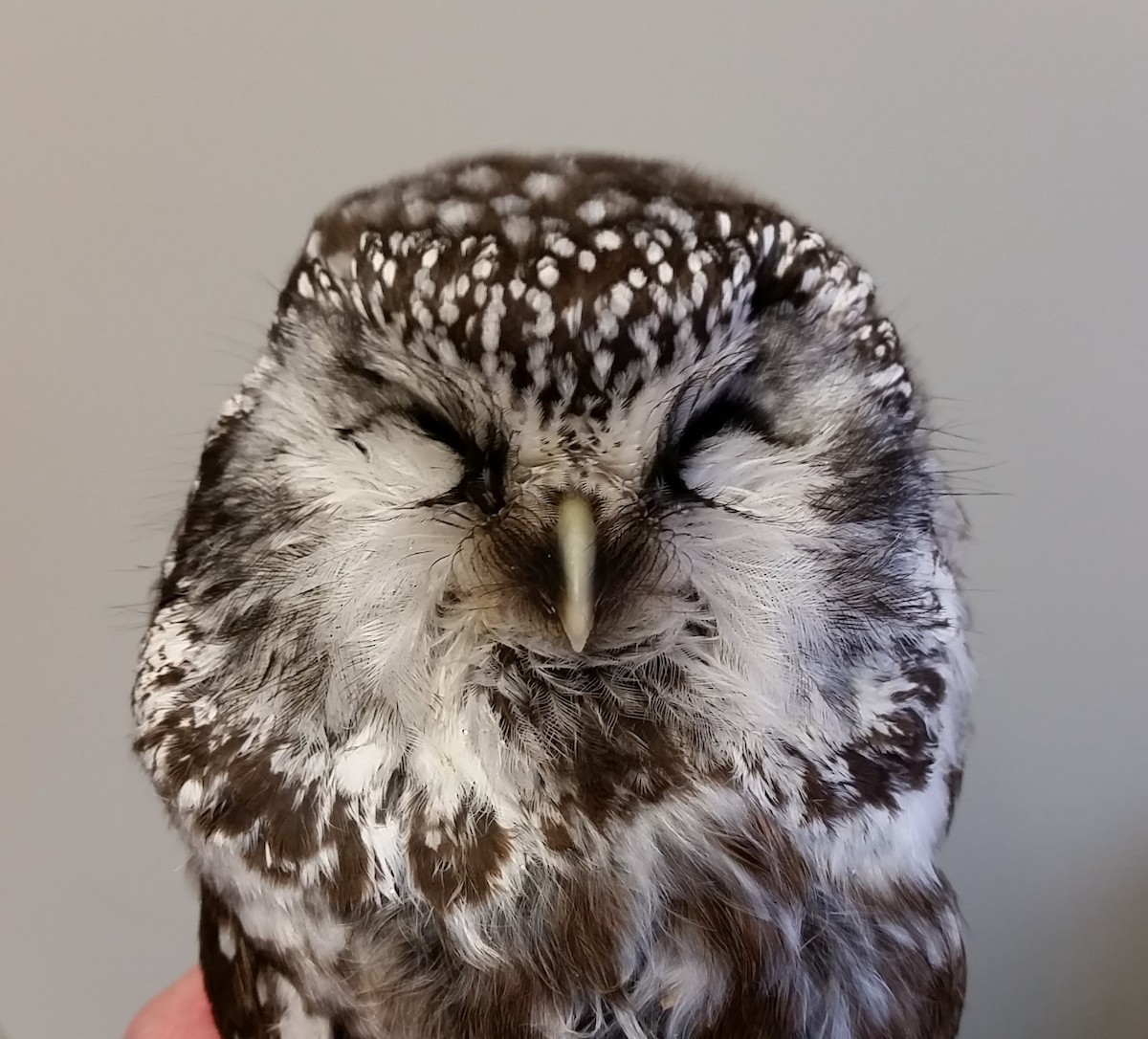 Boreal Owl - WI admin