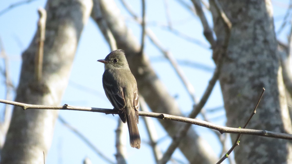 Greater Pewee - ML81525031