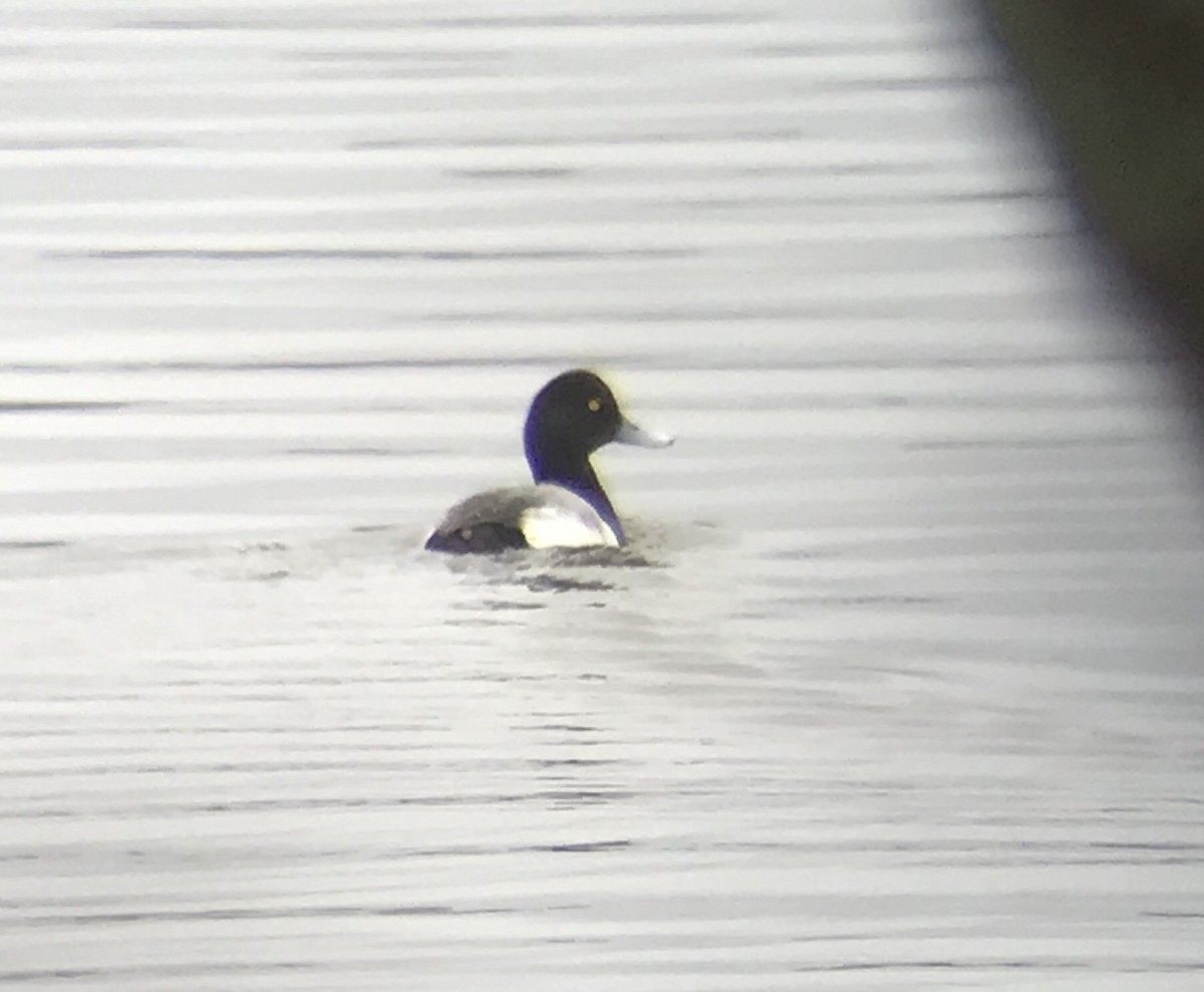 Greater Scaup - Richard Candler