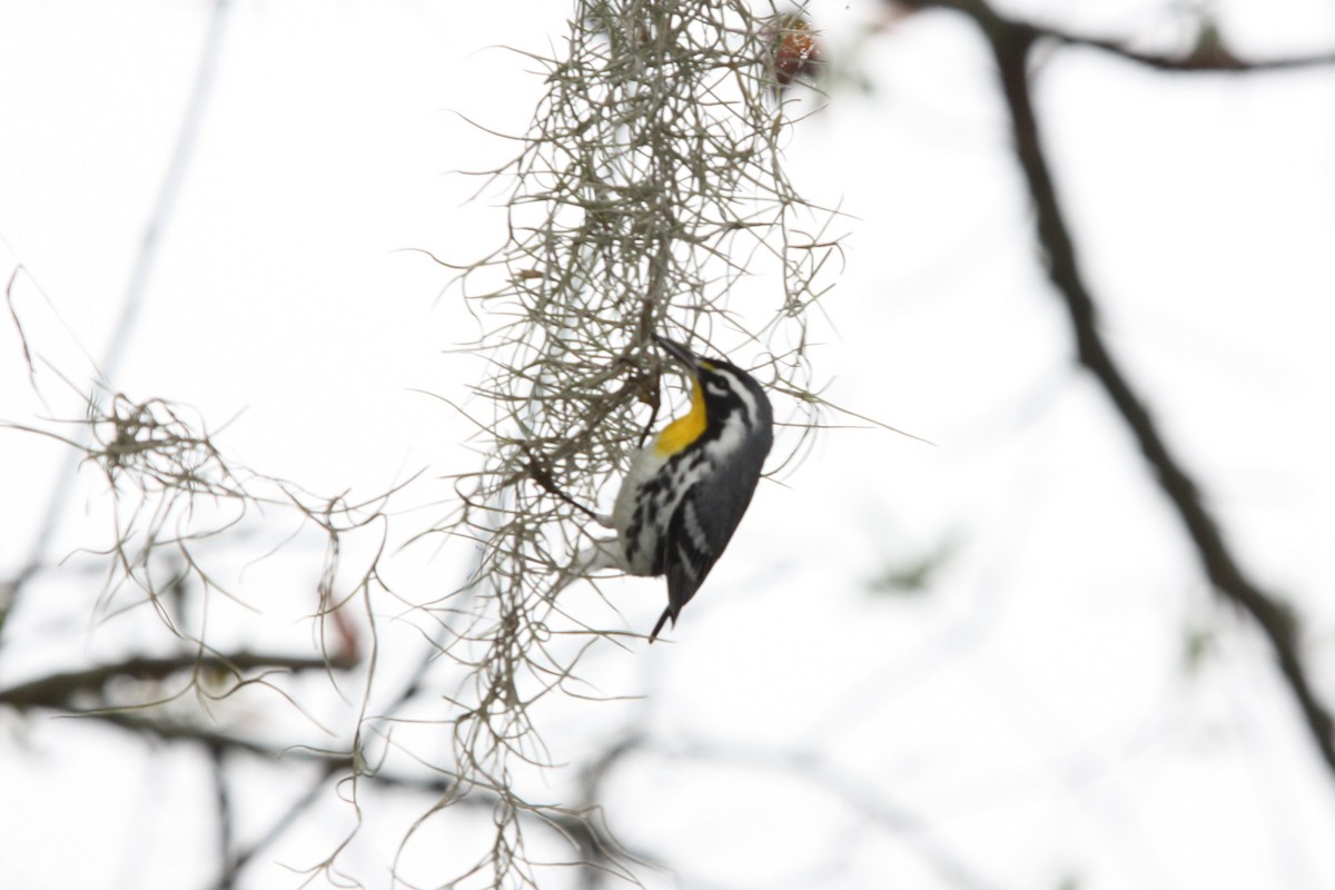 Yellow-throated Warbler - Michael Flemming