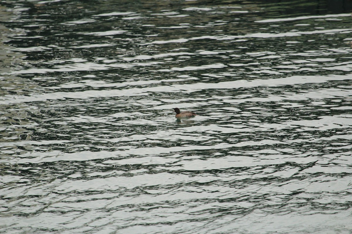 Greater Scaup - ML81531661