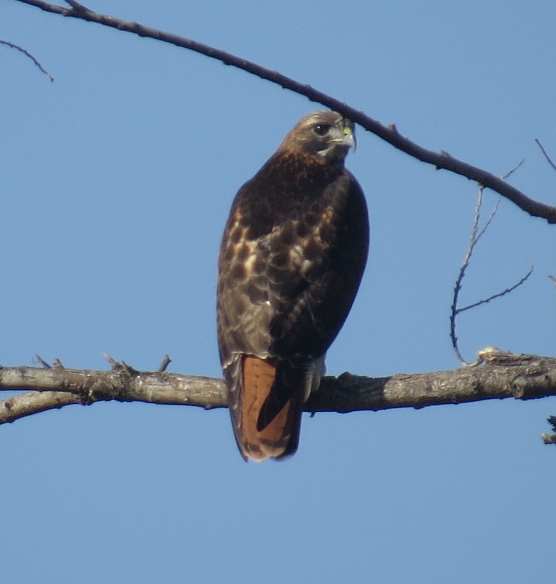Red-tailed Hawk - ML81532511