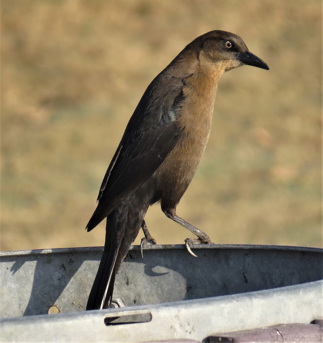 Great-tailed Grackle - Howard King