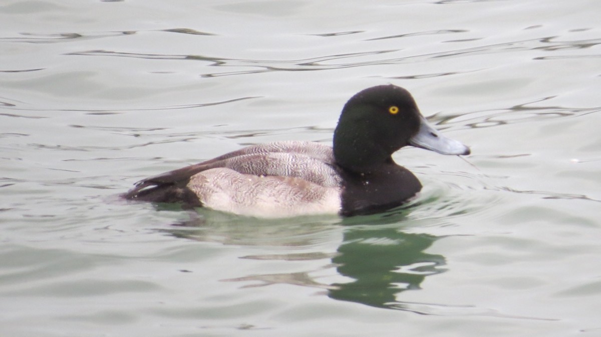 Greater Scaup - ML81534141