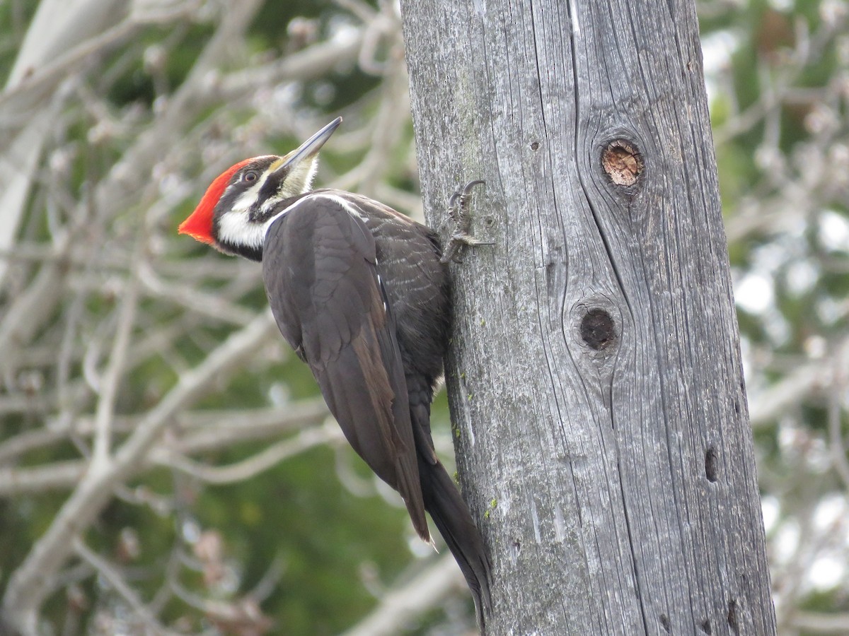 Pileated Woodpecker - Kalin Ocaña