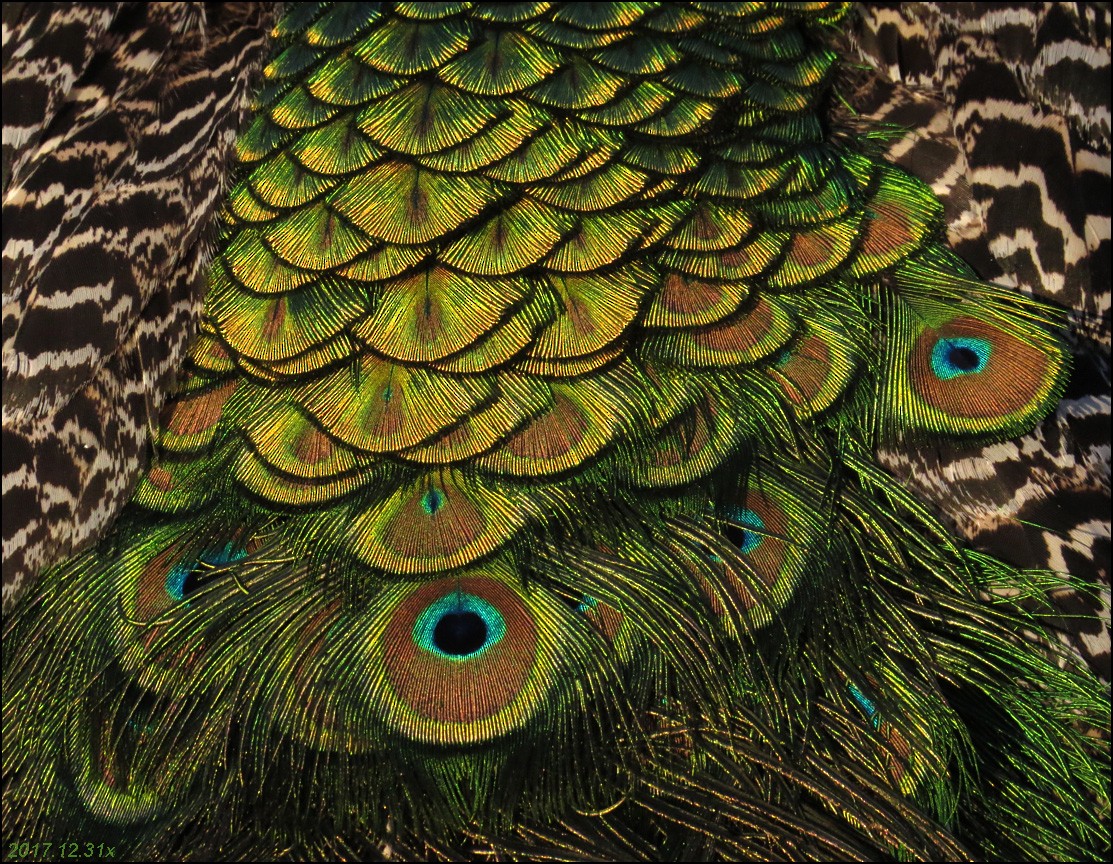 Indian Peafowl (Domestic type) - Carlo Giovanella