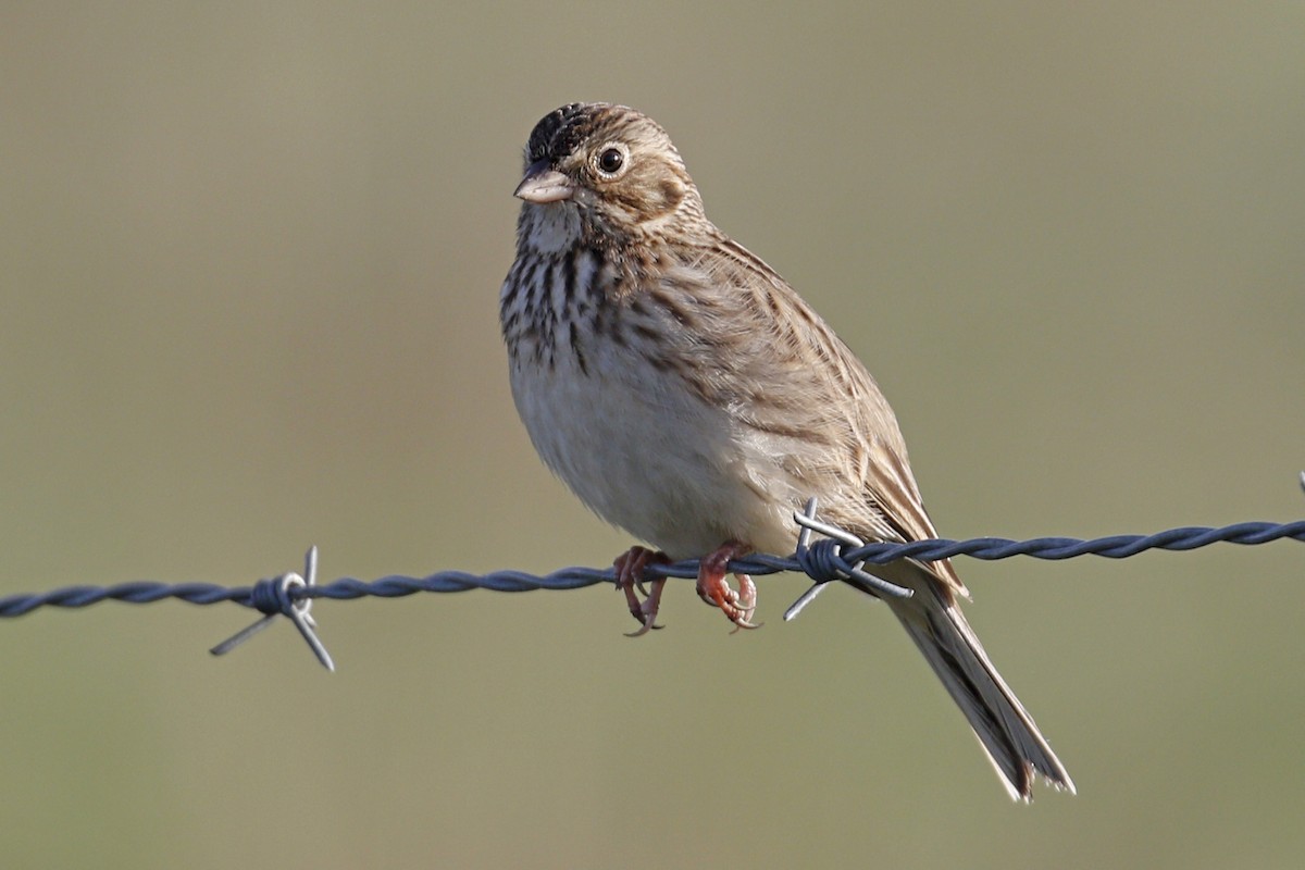 Vesper Sparrow - Donna Pomeroy