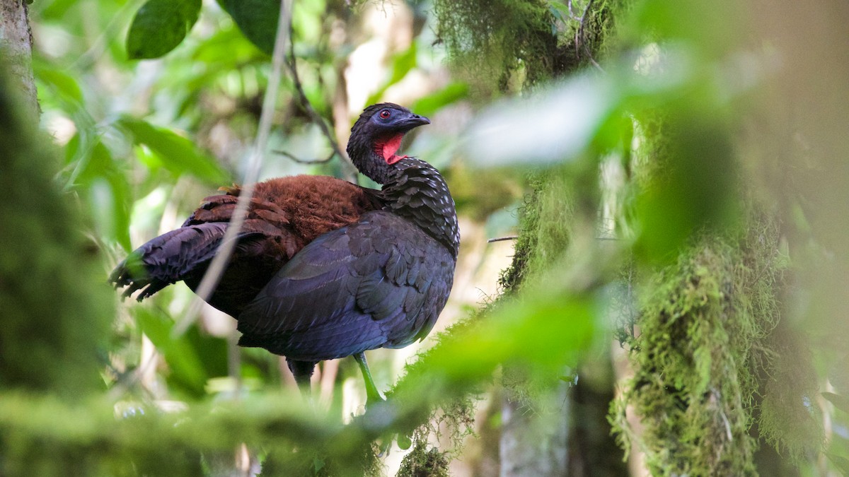 Crested Guan - ML81544131