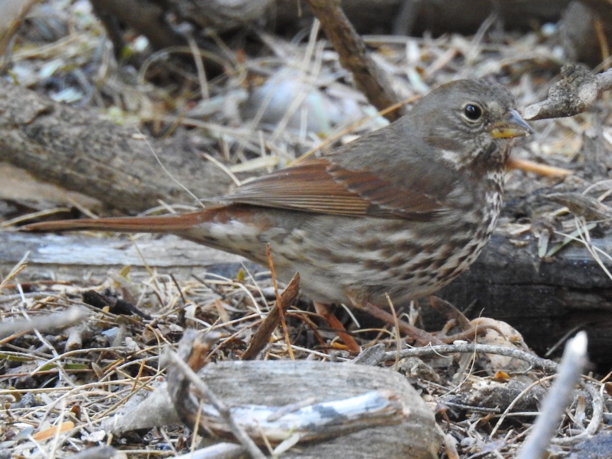 Fox Sparrow (Slate-colored) - ML81546881