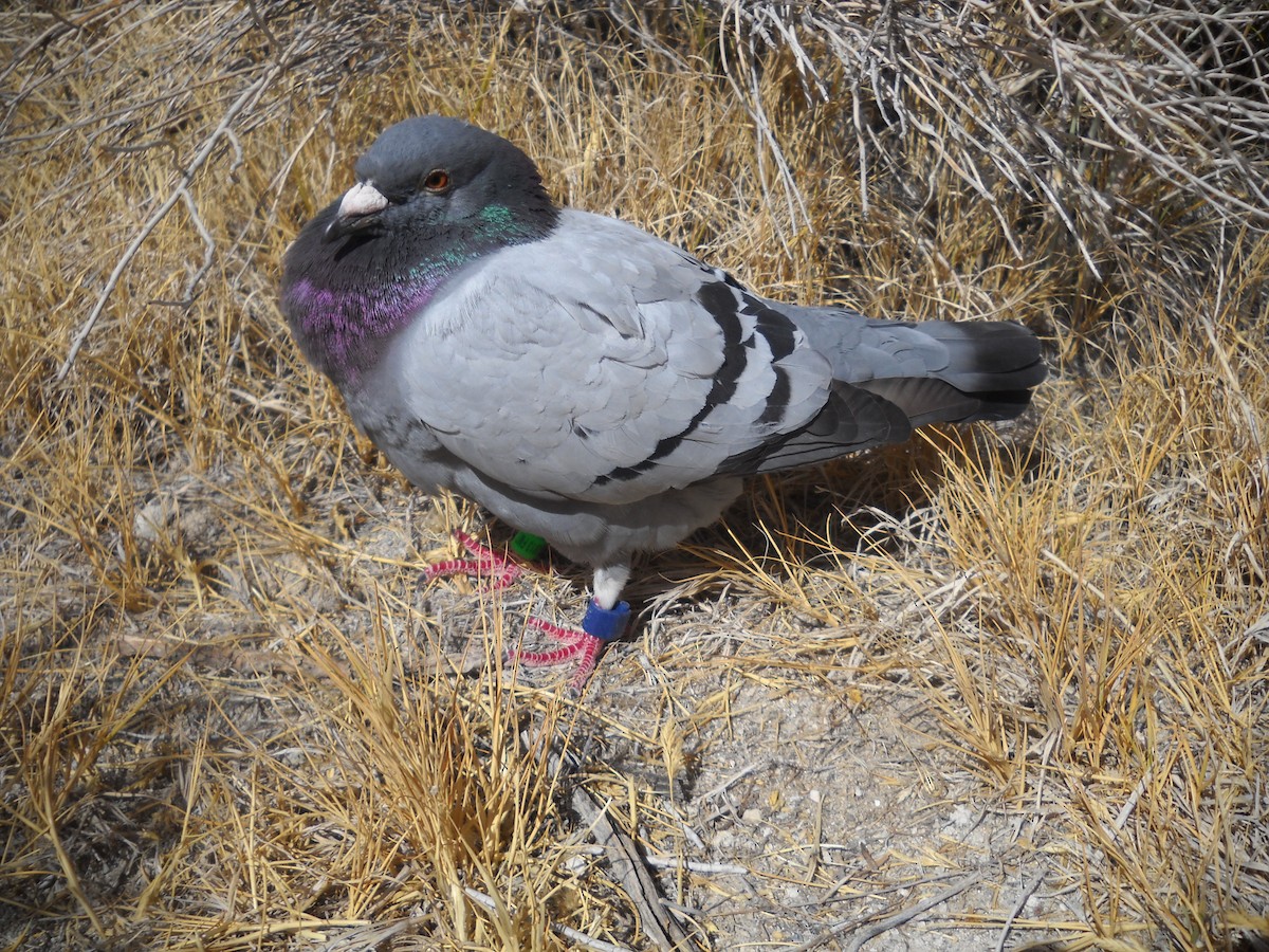 Rock Pigeon (Feral Pigeon) - ML81549941
