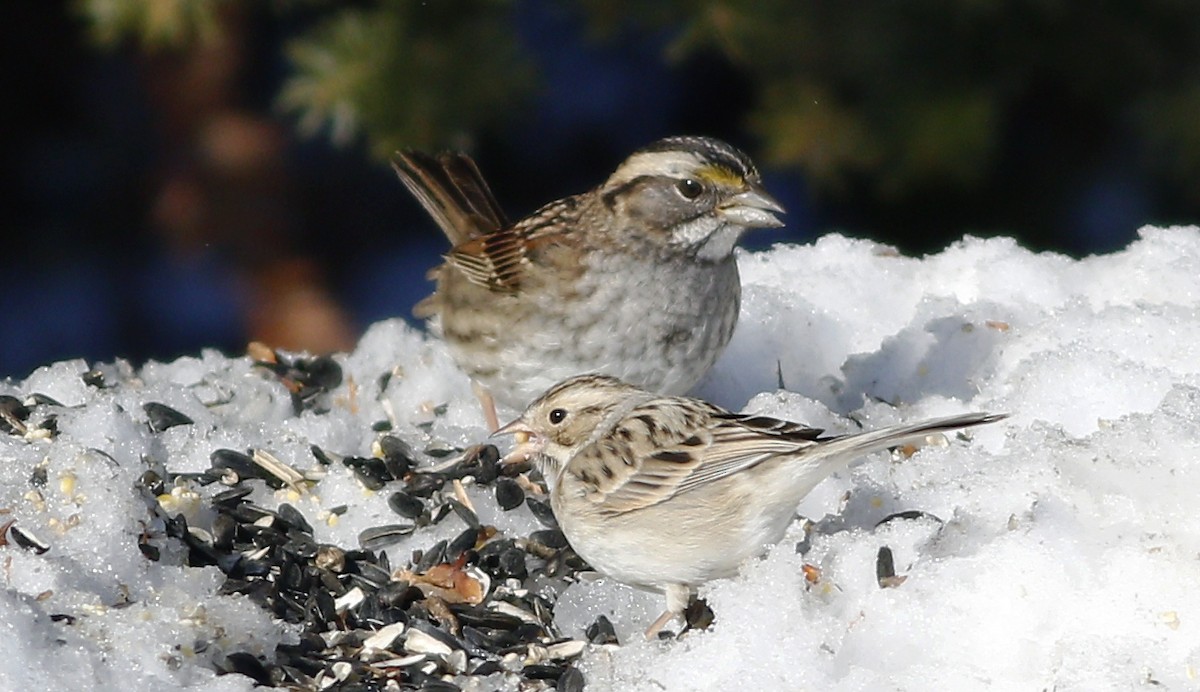 White-throated Sparrow - ML81550121
