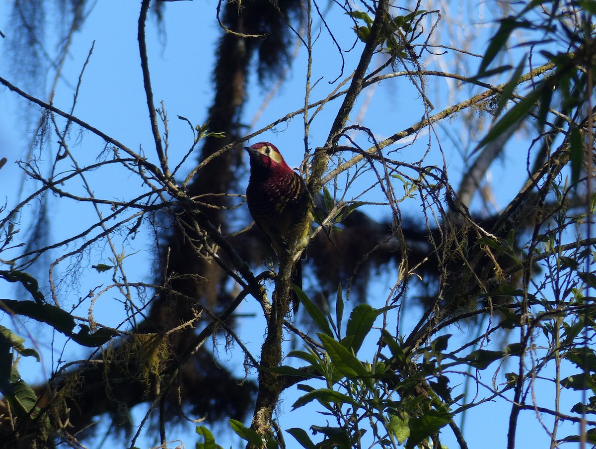 Crimson-mantled Woodpecker - Libby Megna