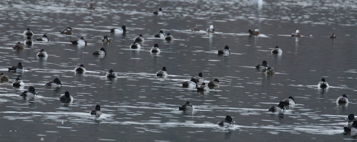 Greater/Lesser Scaup - ML81551331
