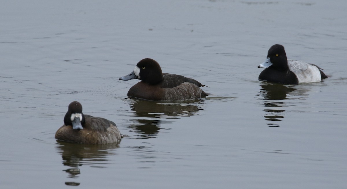 Greater/Lesser Scaup - ML81551751